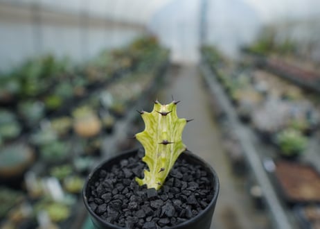 ユーフォルビア　イエローゴースト　Euphorbia lactea Yellow Ghost