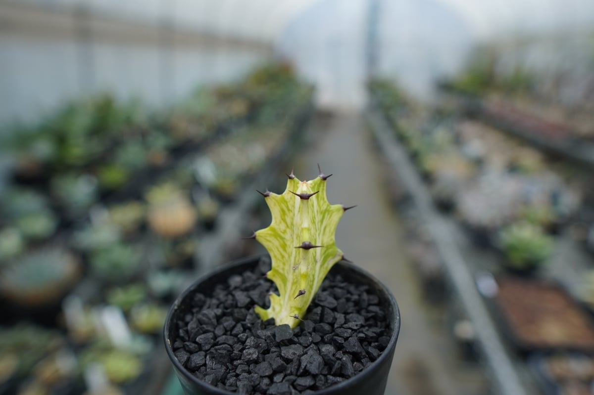 ⭐ユーフォルビア・イエローゴースト⭐ ユーフォルビア イエローゴースト Euphorbia lactea Yellow