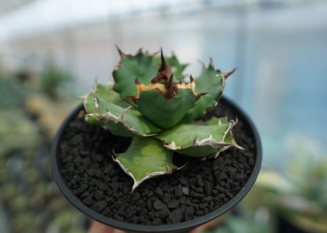 アガベ　チタノタ　姫厳龍　Agave titanota dwarf