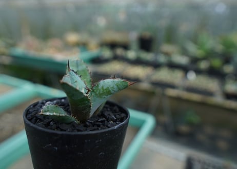 アガベ　チタノタ　 ブラックアンドブルー 　Agave titanota black and blue　No.4