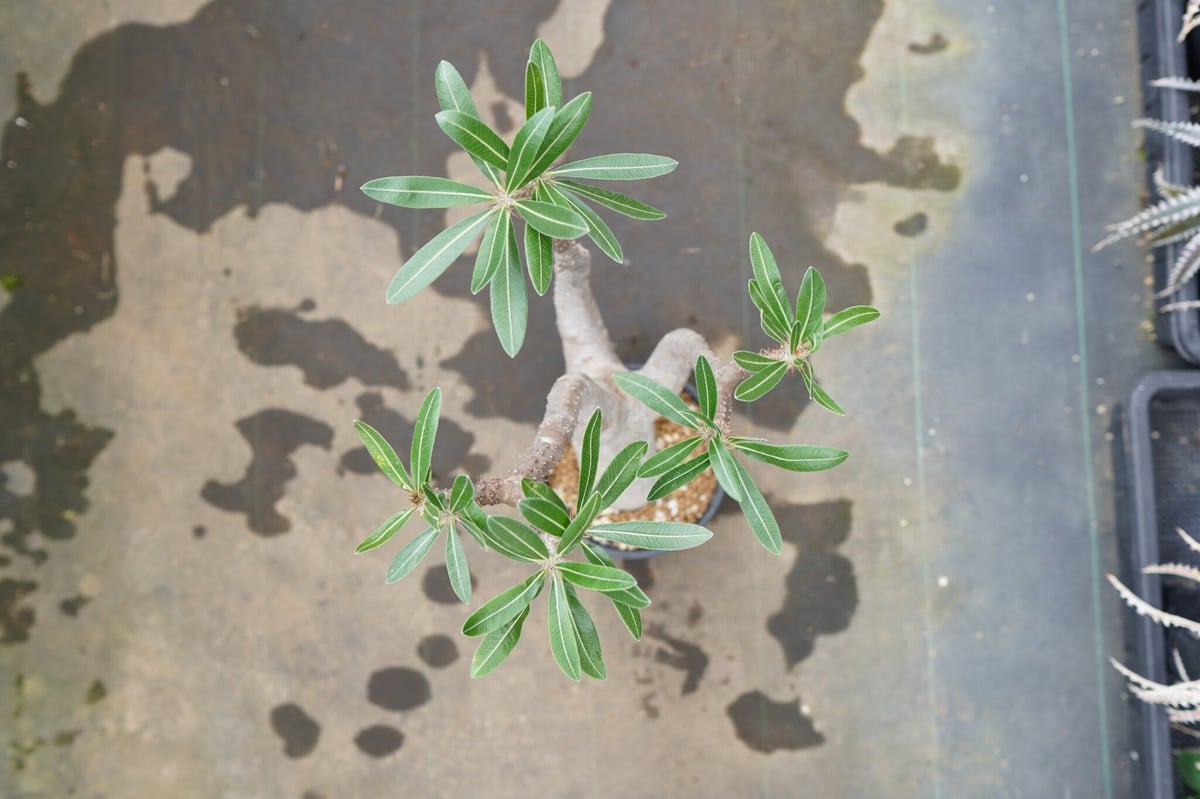 パキポディウム マカイエンセ | mana's farm:塊根植物・アガベ・ドライ