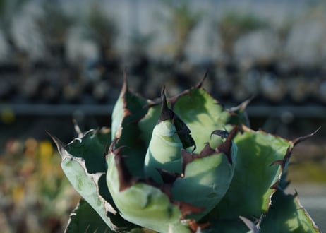 アガベ　チタノタ　 ブラックアンドブルー 　Agave titanota black and blue  No.1
