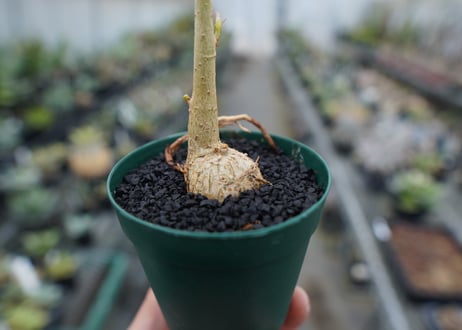 フィカス パルメリー Ficus palmeri