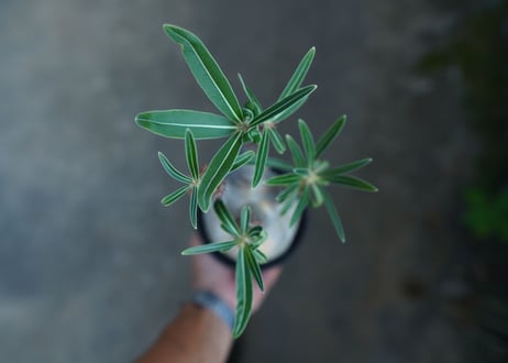パキポディウム　グラキリス　 Pachypodium Gracilius  No.5
