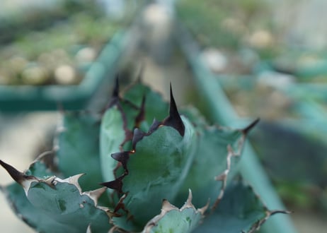 アガベ　チタノタ　 ブラックアンドブルー 　Agave titanota black and blue　No.7