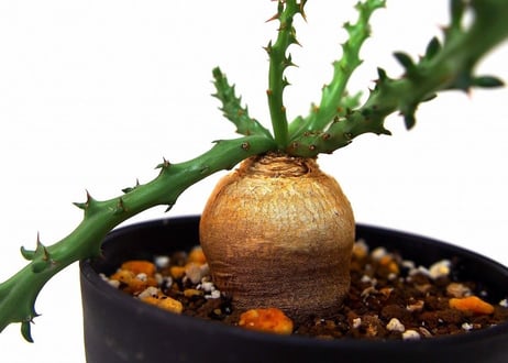 Euphorbia fanshawei　ユーフォルビア　ファンシャウェイ