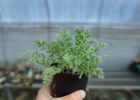 ペラルゴニウム　アッペンディクラツム　Pelargonium appendiculatum　C14