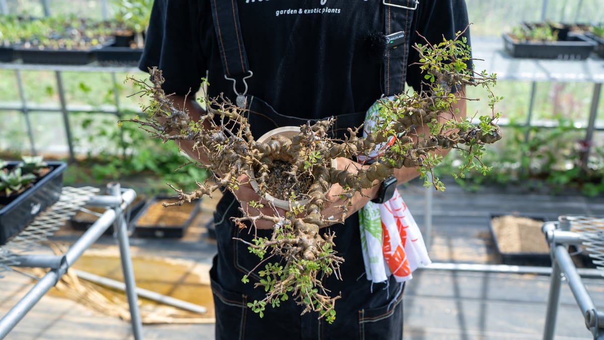 9月5日輸入】コミフォラ・エイル コミフォラ エイル 輸入2年目 | mana's farm:塊根植物・アガベ