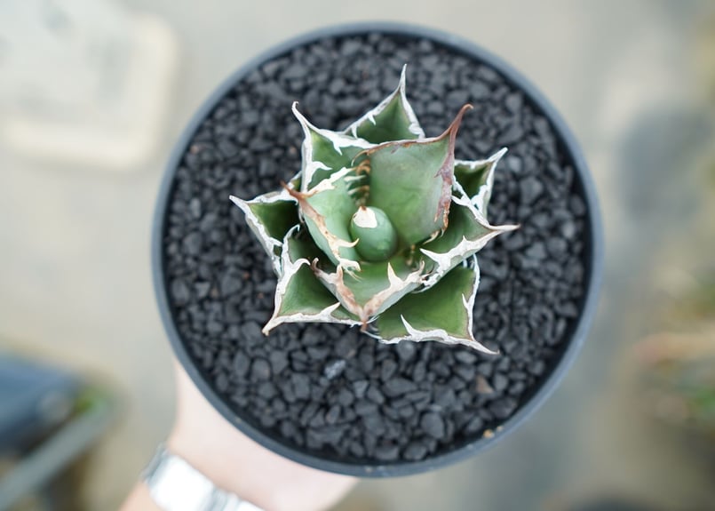 AGAVE TITANOTA FO-76 実生株 agave titanota FO-76 特選株（子株販売） – DELTA PLANTS