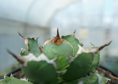 アガベ　チタノタ　ドワーフ　agave titanota  dwarf　No.2