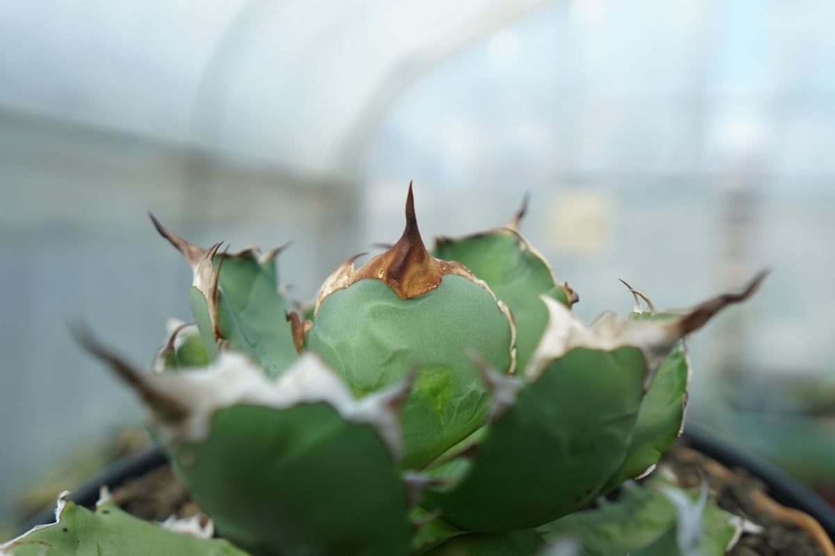 アガベ チタノタ ドワーフ agave titanota dwarf No.2 | mana