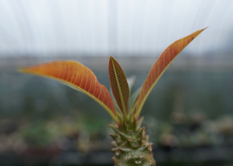 パキポディウム バロニー Pachypodium baronii No.1 | mana's