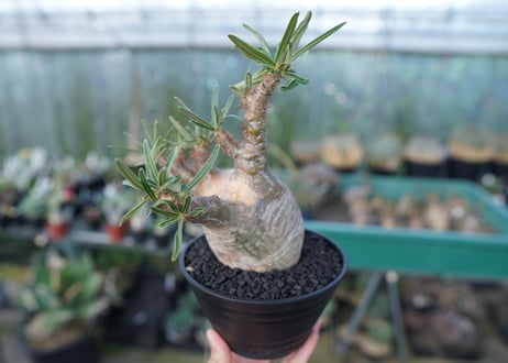 パキポディウム　グラキリス　 Pachypodium Gracilius  No.5