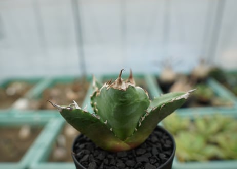 アガベ　チタノタ　白火焔　agave titanota white fire