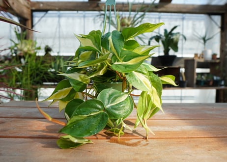 フィロデンドロン　クリームスプラッシュ　Philodendron cream splash