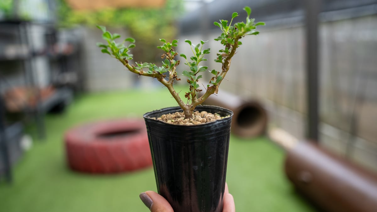 サルコカウロン バンデリエティアエ | mana's green:塊根植物 サルコカウロン バンデリエティアエ | mana's green:塊根植物