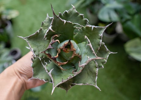 Agave titanota Solar eclipse 夕映嚴龍  NO.3