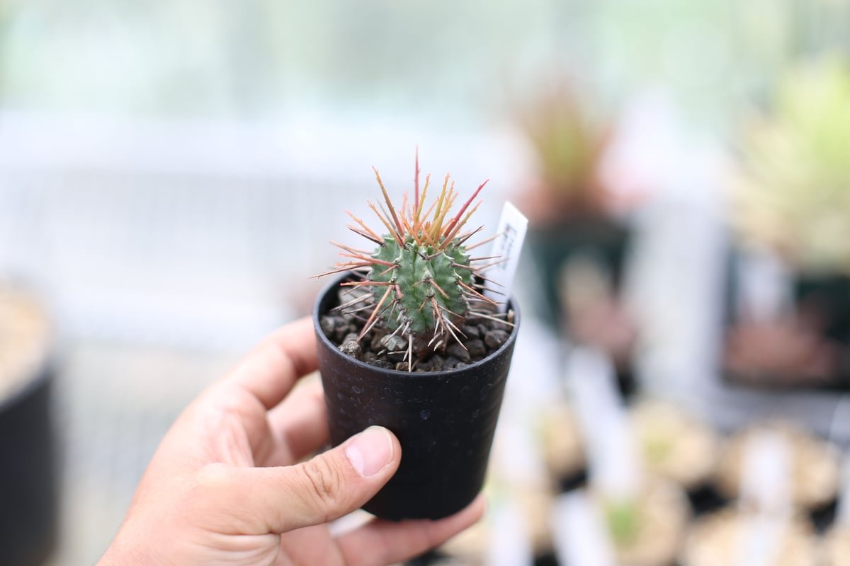 ユーフォルビア 強棘ホリダ | mana's farm:塊根植物・アガベ・ドライ