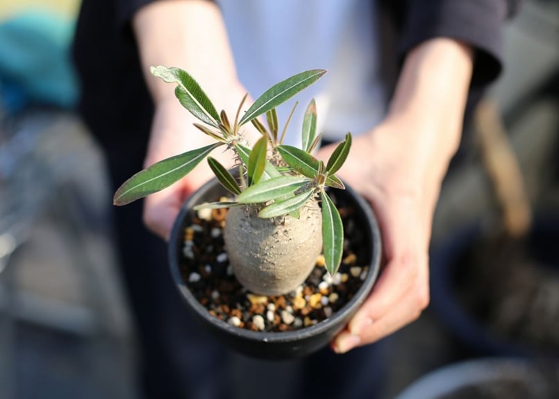 パキポディウム カクチペス | mana's farm:塊根植物・アガベ・ドライ