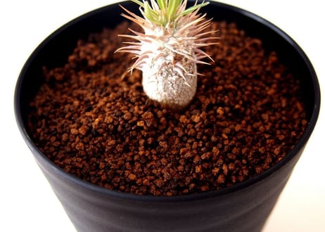 パキポディウム イノピナツム　Pachypodium inopinatum no.2