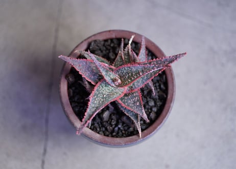 Aloe Coral Edge