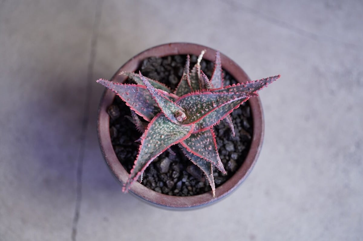 Aloe Coral Edge | mana's farm:塊根植物・アガベ・ドライガーデン植