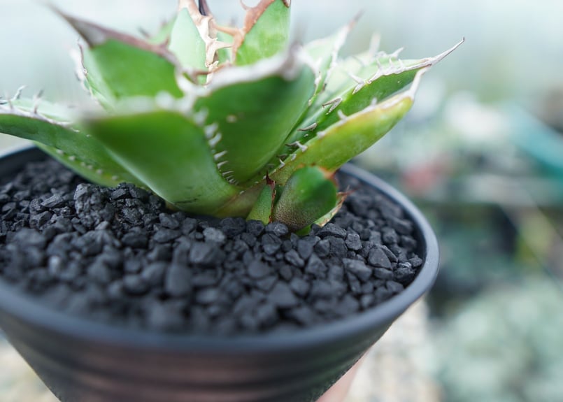アガベ チタノタ Agave titanota No.1 | mana's farm:塊根植物