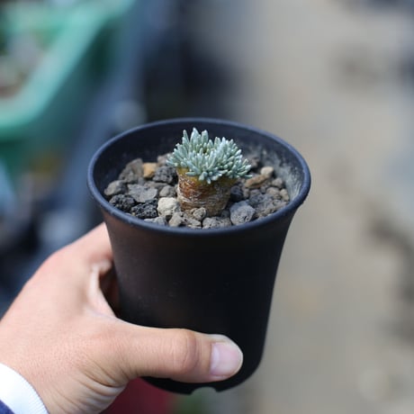 アボニアクイナリア | STORES