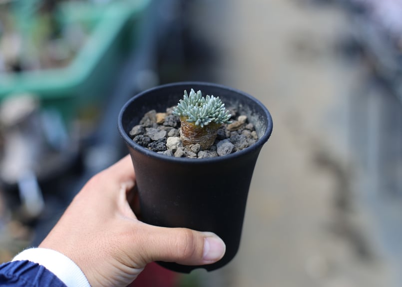 アボニア クイナリア | mana's farm:塊根植物・アガベ・ドライガーデン