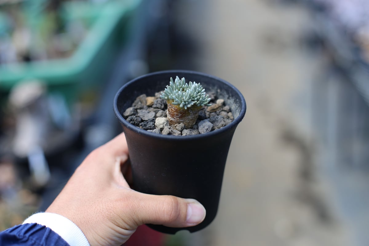 稀少・赤花】2 うつぼ錦 アボニア クイナリア コーデックス 冬型 塊根