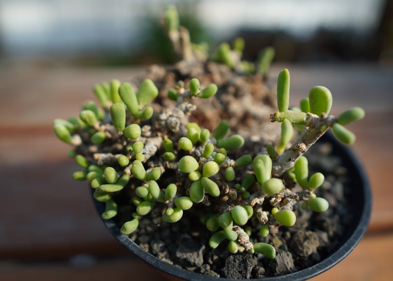 ケラリア ピグマエア No.1 | mana's farm:塊根植物・アガベ