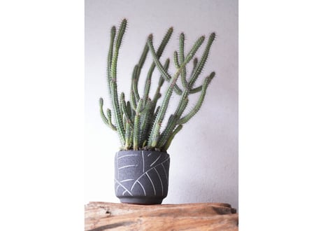 Euphorbia baioensis