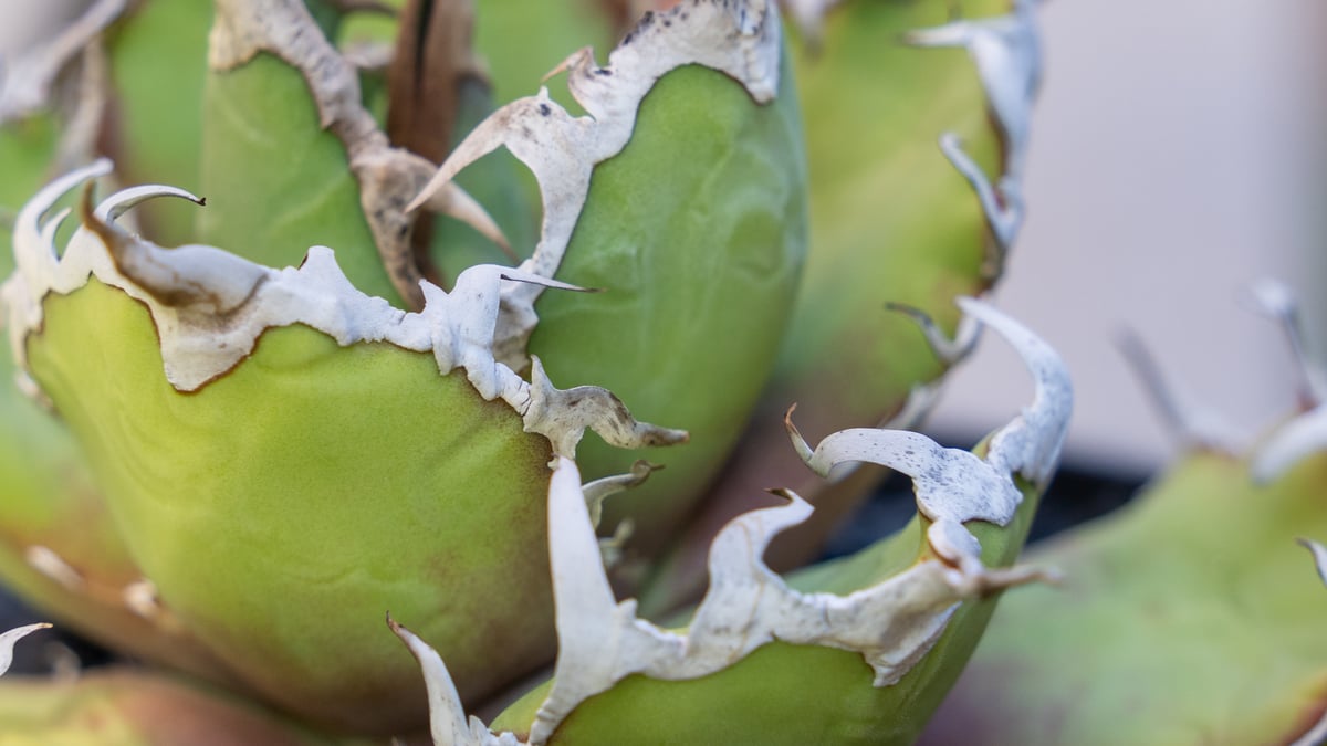 アガベ シーザー МⅭ03 | mana's farm:塊根植物・アガベ・ドライ