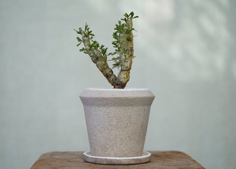 Sarcocaulon patersonii