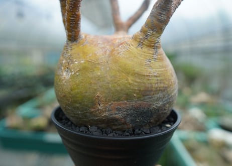 パキポディウム　グラキリス　 Pachypodium Gracilius  No.1