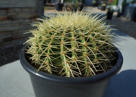 金鯱　Echinocactus grusonii No.1