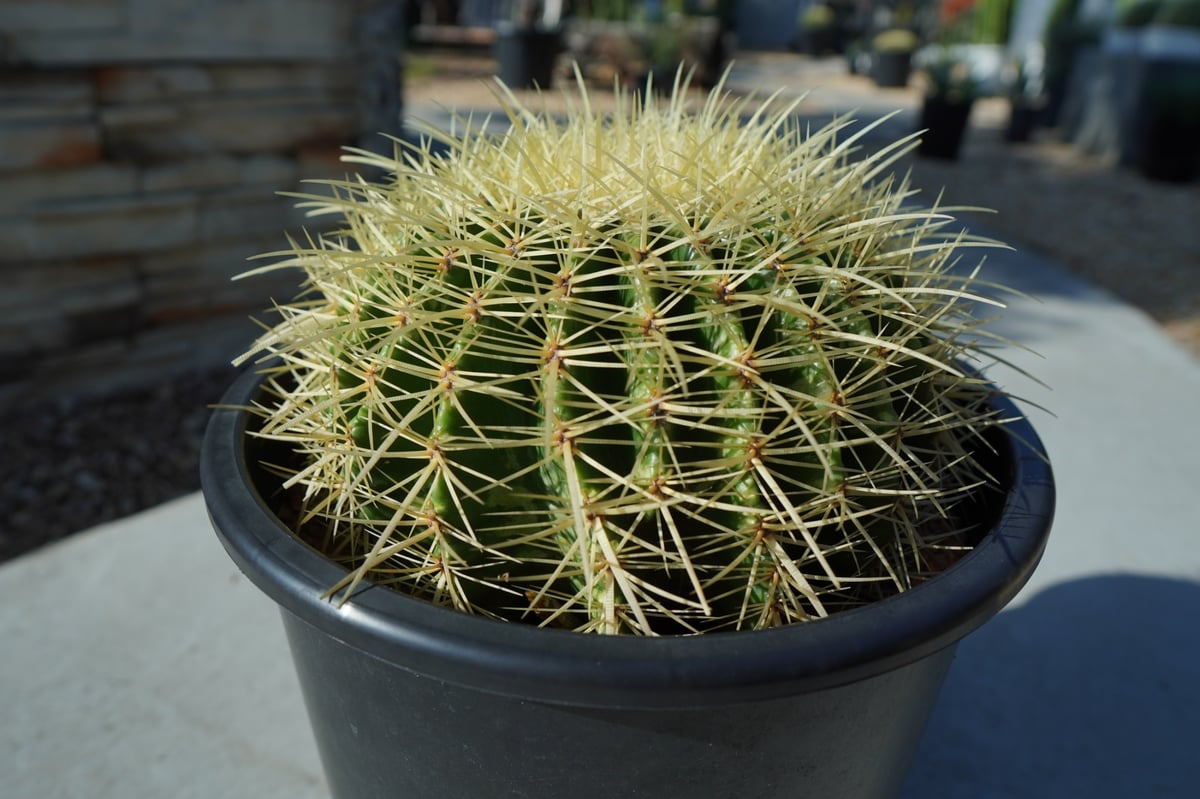 金鯱 Echinocactus grusonii No.1 | mana's farm:塊根植