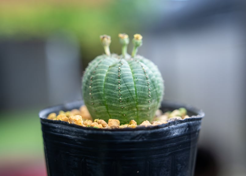 オベサ オベサ | mana's farm:塊根植物・アガベ・ドライガーデン植物販売|マナ