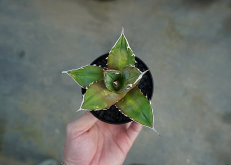 アガベ　チタノタ 　Agave titanota　No.5