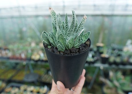 ガステリア　白星殿　Gasteria “Hakuseiden”