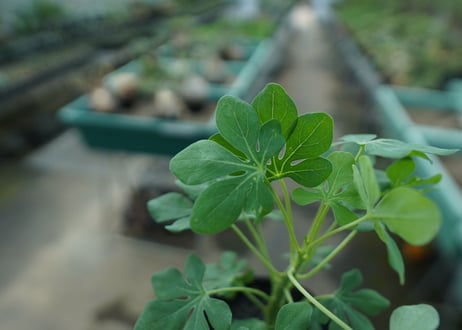 アデニア　グラウカ　Adenia glauca  No.2