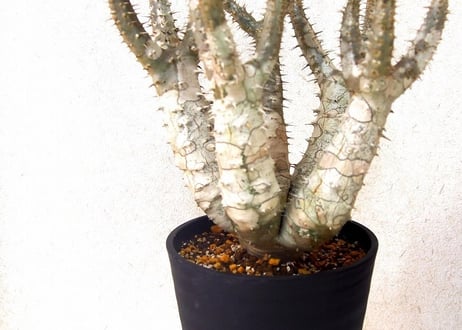 パキポディウム ロスラーツム　 Pachypodium rosulatum