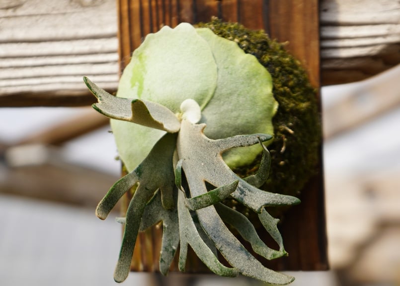 ビカクシダ ウィリンキー ジェイドガール P. willinckii 'Jade Girl'