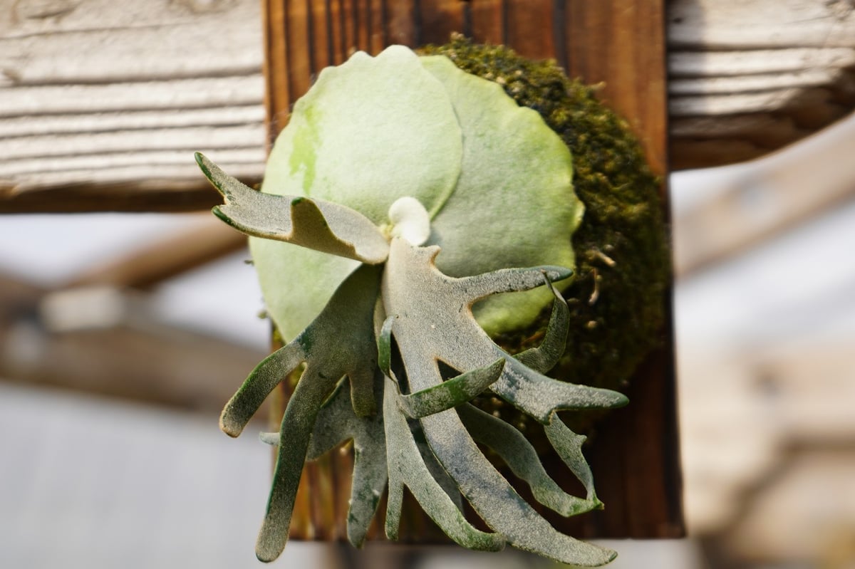 ビカクシダ ウィリンキー ジェイドガール P. willinckii 'Jade Girl'