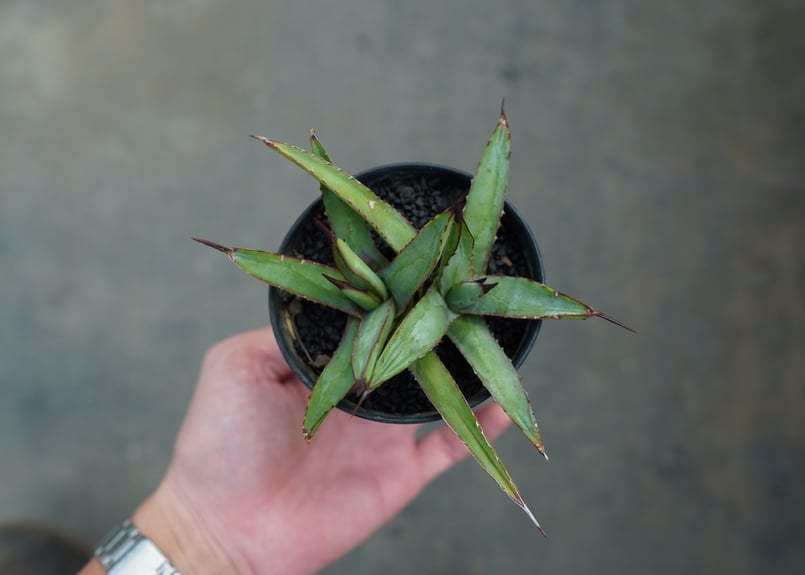 リトルシャーク10号 平鉢 アガベ』【リトルシャーク】 : 【My Favorite