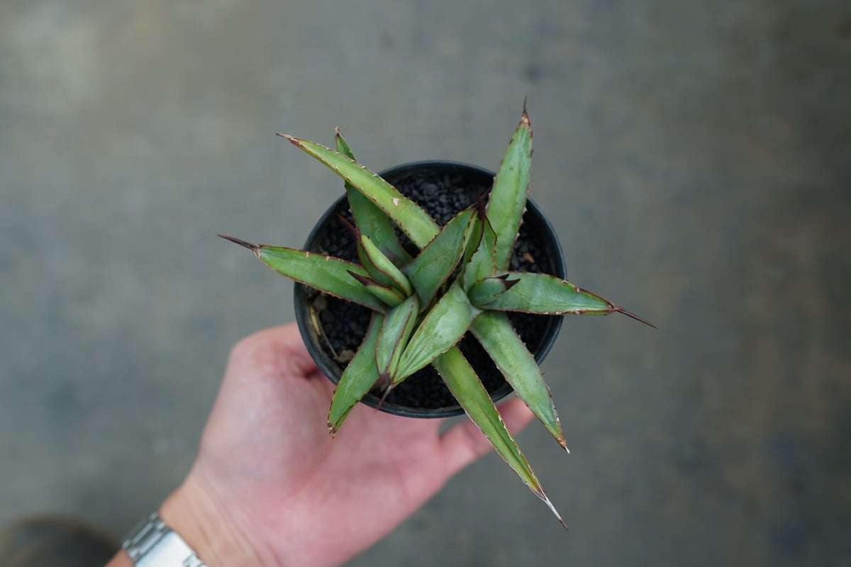 アガベ リトルシャーク Agave Little Shark | mana's farm:塊根