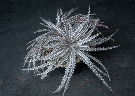 ディッキア　Crystal Boy