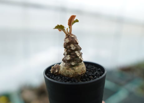 ドルステニア フォエチダ Dorstenia foetida　No.3