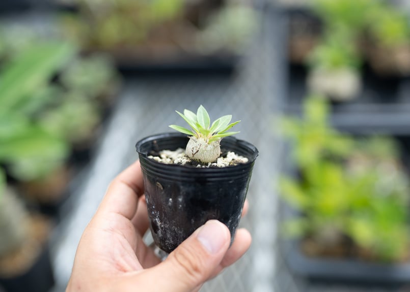 パキポディウム 種子 自家採種 4種 グラキリス 恵比寿笑い 大黒 マカイ