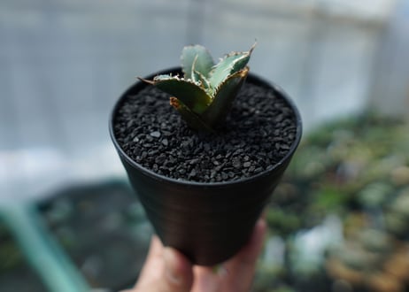 アガベ　チタノタ　FO-76　agave titanota  FO-76　No.2